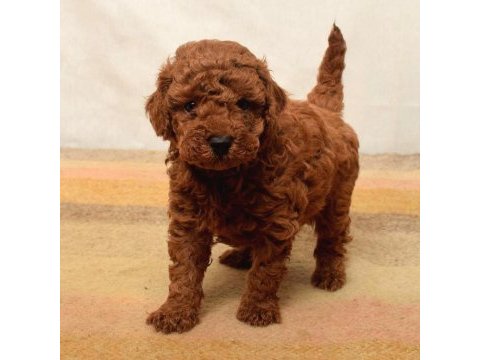 Toy poodle birbirinden tatlı yavrular