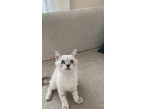 British shorthair yavru kedimize yuva arıyoruz