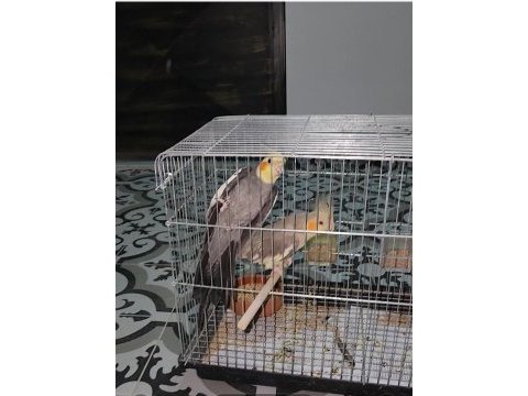 Hazır takim sultan papağanı yavru yumurta garanti