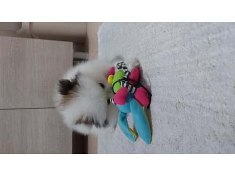 2 aylık erkek pomeranian boo