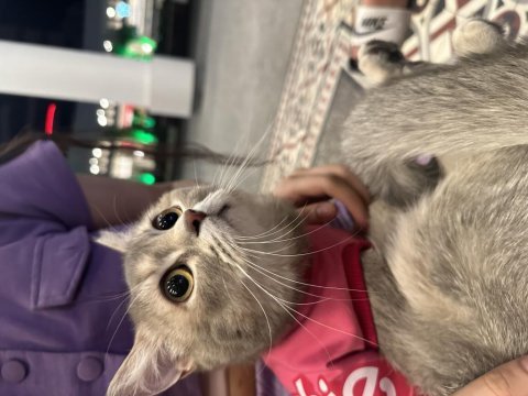 Ücretsiz eşyalarıyla beraber verilecek british shorthair