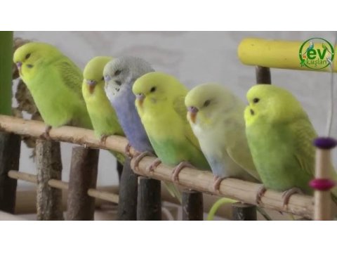 Yavru ele alıştırmalık muhabbet kuşu