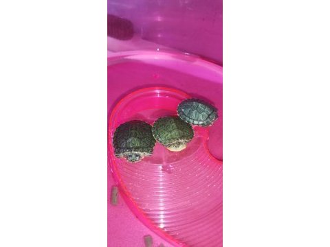 Bebek kaplumbağalar görücüde