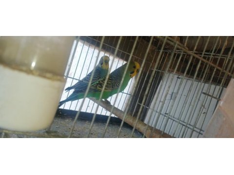 Takım muhabbet kuşları hazır eş