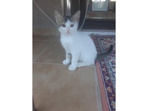 Oyuncu sevimli iki tane yavru tekir kedi sahiplendirme