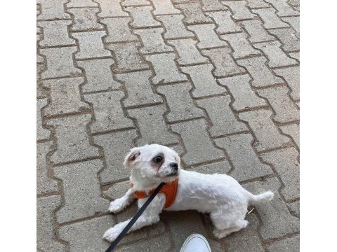 Shih tzu yeni aile arıyoruz