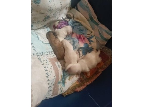 Yavru pekinez cinsi köpek