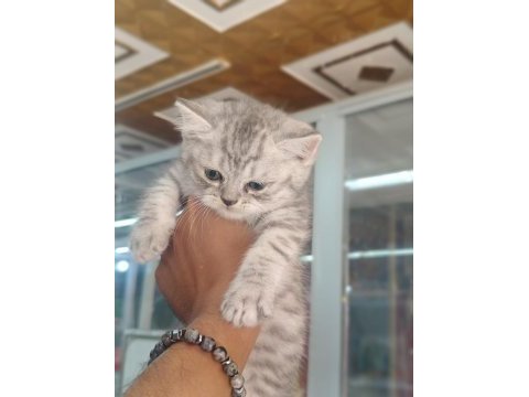 Brıtısh shorthair yavrularımız