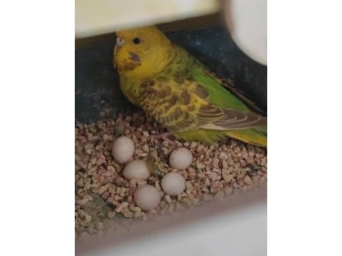 Ücretsiz lutino kırması hazır kurulu çift muhabbet kuşu