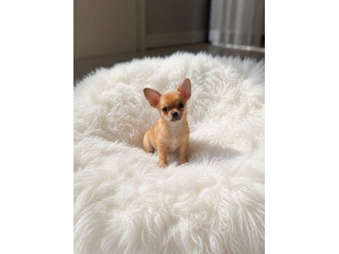 Mini gold color chıhuahua