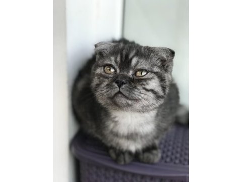 Güzel yavrumuz scottish fold