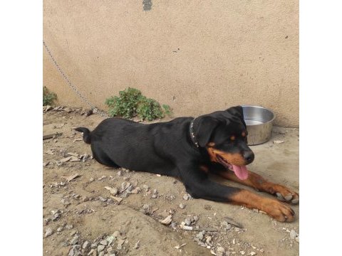 5 aylık erkek rottweiler