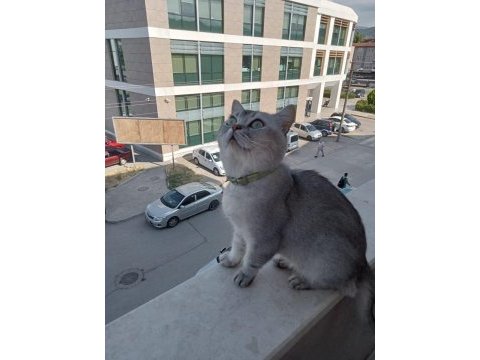 British shorthair uysal ve sakin