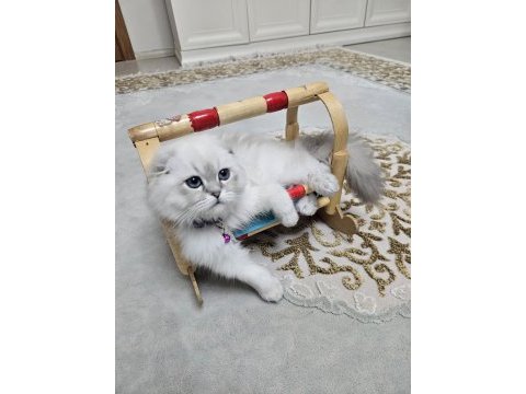 Scottish fold blue point beyaz
