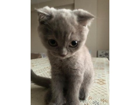2 aylık tatlı ve uysal scottish fold yavru kedi