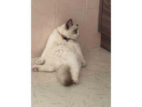 Ragdoll 4 aylık erkek