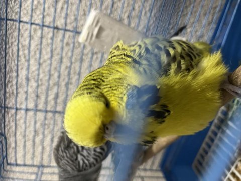 Takım yumurtlama garantili muhabbet kuşlar