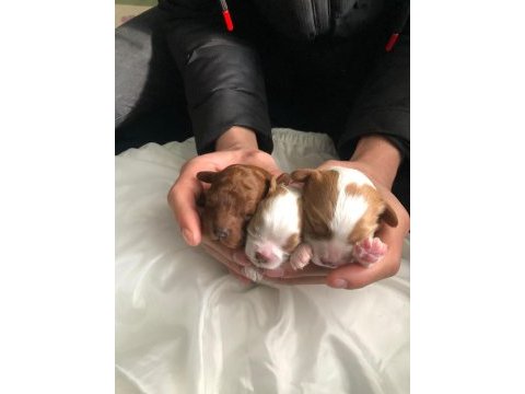 Toy poodle sağlıklı saf ırk