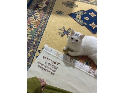 9 aylık erkek kedimizi sahiplendirme – diyarbakır