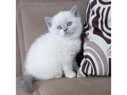 British shorthair blue point yavrular