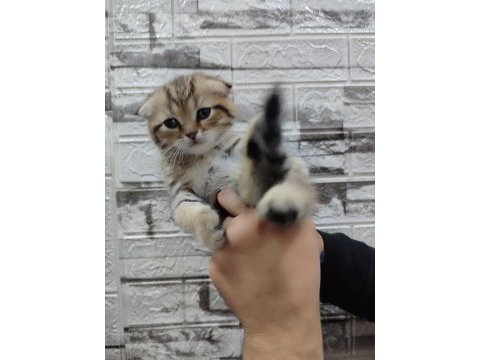 Black golden tabby scottish fold farklı olmayı sevenlere