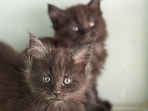 Ankaranın en seçkin sçr li maine coon yavruları