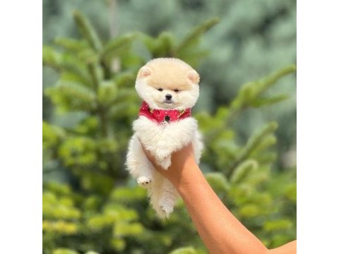 Pofuduk pomeranian yavrularımız