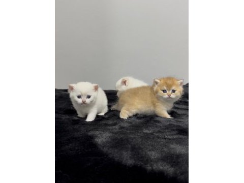 Rusya kanı british shorthair bebekler