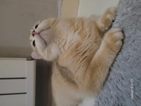 Ny12 golden 9 aylık british shorthair