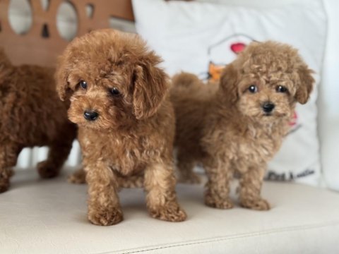 Petmode köpek çiftliğinde ziyarete açık toy poodle
