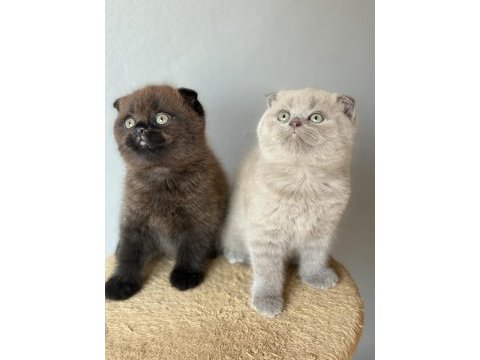 Scottish fold çikolata point