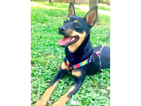 7 aylık dişi pinscher