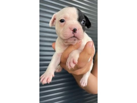 French bulldog yavrular , balıkesir / merkez