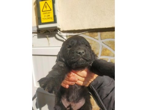 Safkan siyah golden retriever yavrular