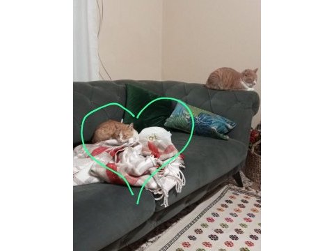 Cana yakın behlül sokağa terk edilmiş bir ev kedisi