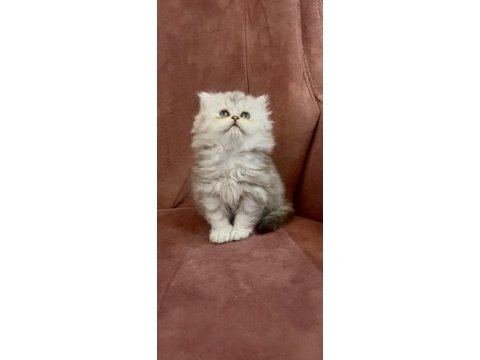 British longhair kedisi