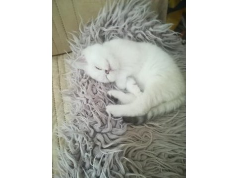 British shorthair yakışıklımız yeni yuvasını arıyor