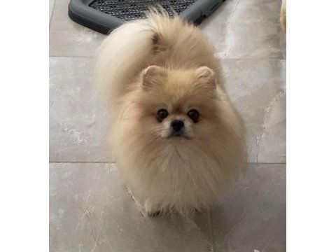 Teddy bear pomeranian