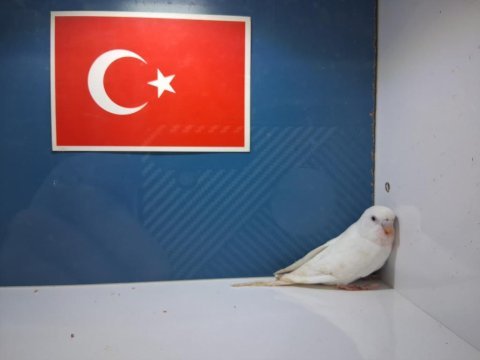 Albino muhabbet kuşu bebekler