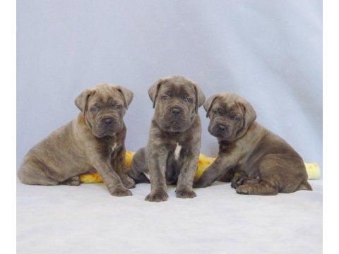 Cane corso kapıda ödemeli çiftlik kredi kartı geçerli
