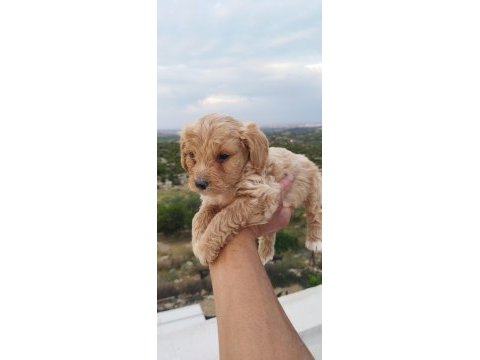 Mini boy tüy dökmez yavru maltipoo