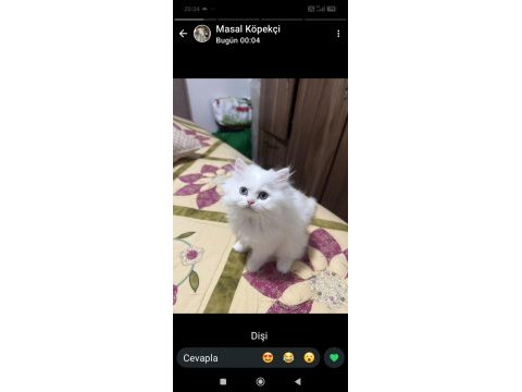 Son dişi prenses british longhair