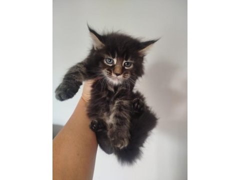 Muhteşem avrupa tipi maine coon yavruları