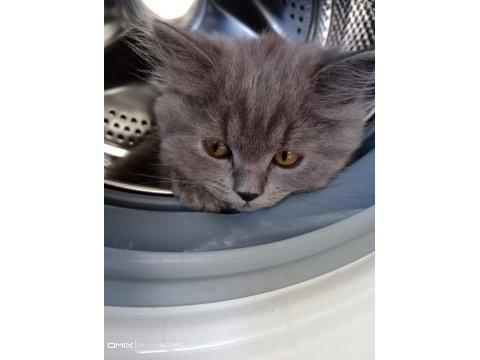 British longhair bebişim hazir