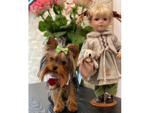 Teacup çanta köpeği