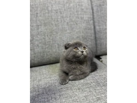 Scottish fold yeni yuvasını arıyor ayı surat yavrular
