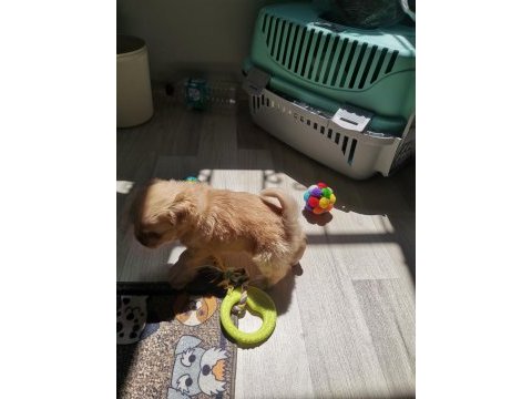 2 aylık erkek yavru pekinez köpeği
