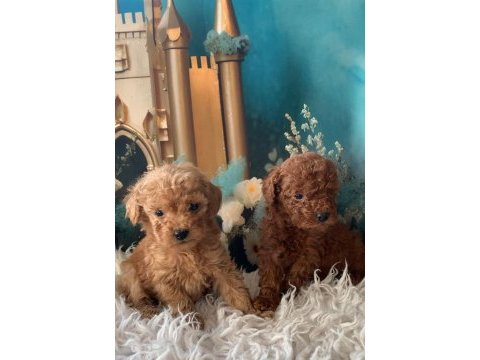 Irk garantili toy poodle yavru köpekler
