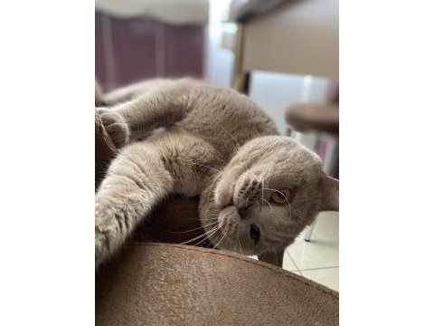 British shorthair