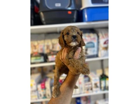 Biblo güzelliğinde saf kan teacup maltipoo yavrular 